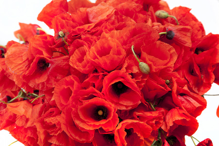 A beautiful bouquet of red poppies in a vase is not a white backgroundの写真素材