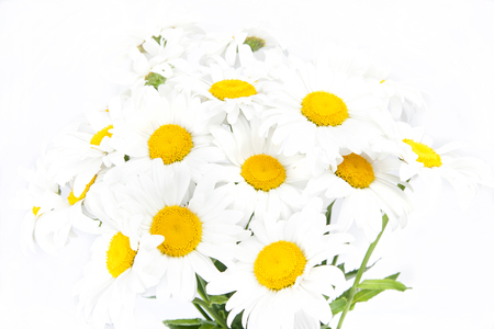 Large daisies closeup on a white backgroundの写真素材