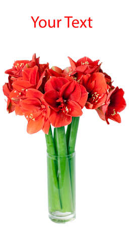 Big beautiful bouquet of red Amaryllis on a white backgroundの写真素材