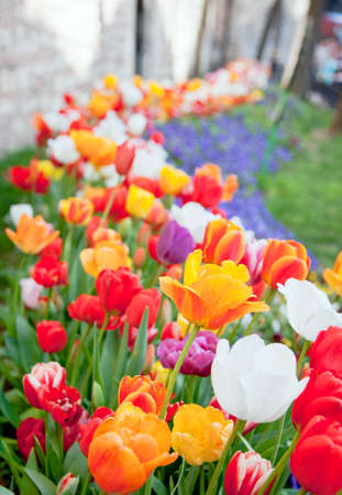 Fresh multicolored tulips in a spring park Istambulの写真素材