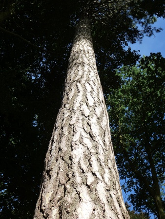 Pine Tree standing tallの写真素材