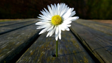 flowerの写真素材