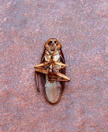 Dead cockroaches on brick wall background