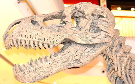 Head of Dinosaur - skeleton Dinosaurの写真素材