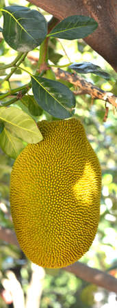 Jackfruit on the tree