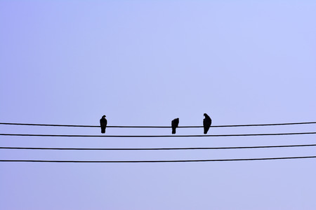 Three pigeon on the High-voltage lines with sky background - Silhouette