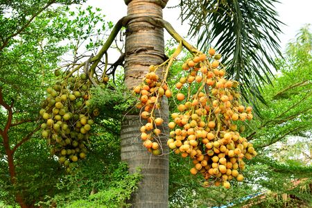 Areca nut or Areca catechu on the tree