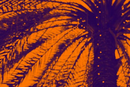 Blurred Bokeh - Coconut tree and leaf with led lightの写真素材