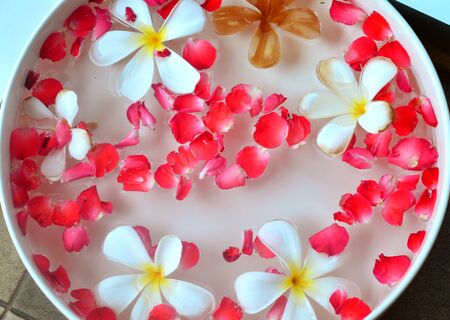 Frangipani flowers and red rose on the water in a bowl - Songkran day , thailandの写真素材