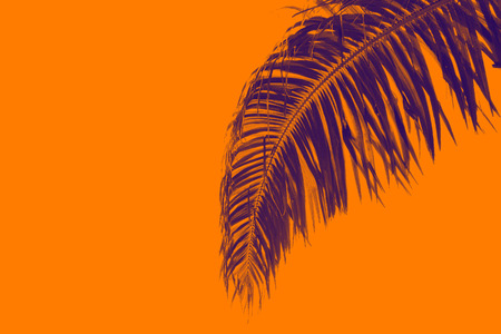 coconut leaves on white backgroundの写真素材