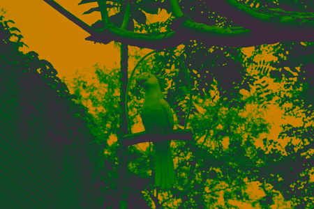 White statue parrot hang on the tree background