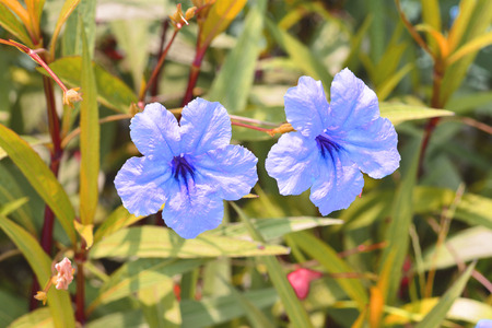 pink flowers on the tree backgroundの写真素材