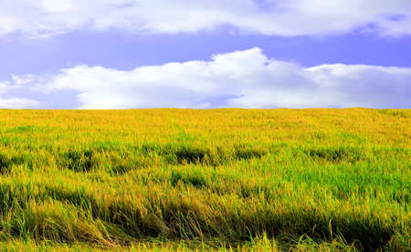 Rice field and blue sky backgroundの写真素材