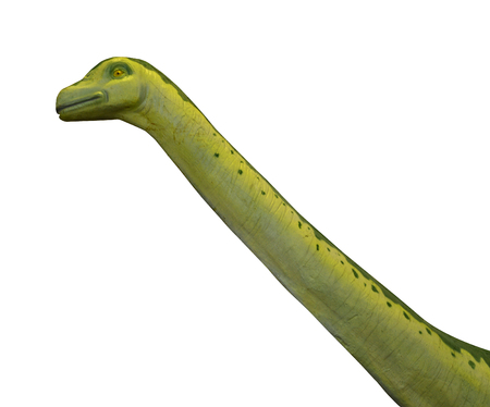 Head of dinosaur Apatosaurus on white backgroundの写真素材