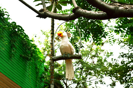 White statue parrot hang on the tree backgroundの写真素材