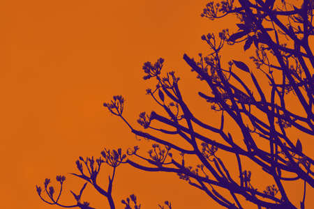 Plumeria Flower tree on color background - Silhouetteの写真素材