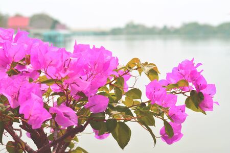 Bougainvillea on the morning with river backgroundの写真素材
