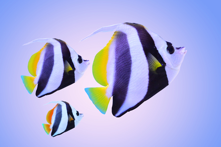 Family of sea fish or Family of salt water fish or Family butterfly fish or Family of copperband butterfly fish or Family of chelmon rostratus on blue bright color backgroundの写真素材