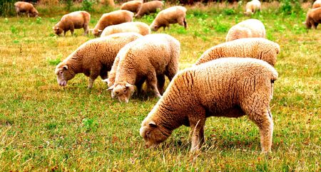 Sheep eating green grass on the farmの写真素材