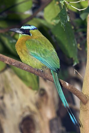 Green and bluish-orange bird with very long tail from the Australia-Asia areaの写真素材