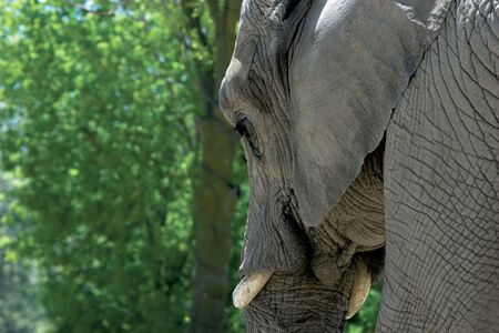 Elephants face from behind on horizontal image with copyspaceの写真素材