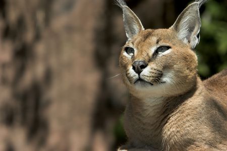 Three quarter view of Caracal lynx shot horizontally with copy spaceの写真素材