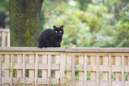Black cat sitting on a fenceの写真素材