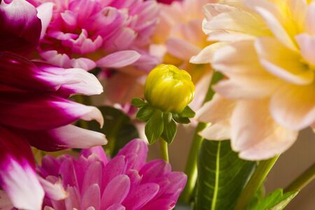 Budding flower surrounded by larger flowersの写真素材