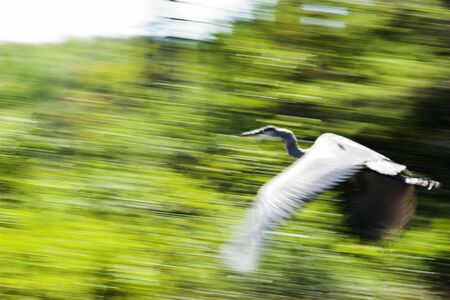 Panning shot of Blue Heron in flight taken with slow shutter speed. Blurr effect is intentional.の写真素材