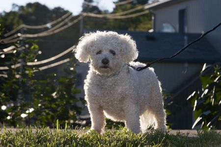 White dog on a leash