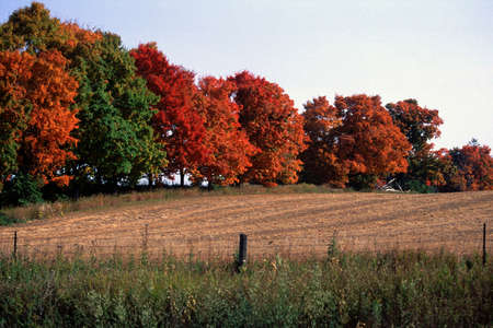 Row of trees in countryside during autumnの写真素材