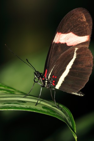 Brown, white and red butterfly on a wide leaf.