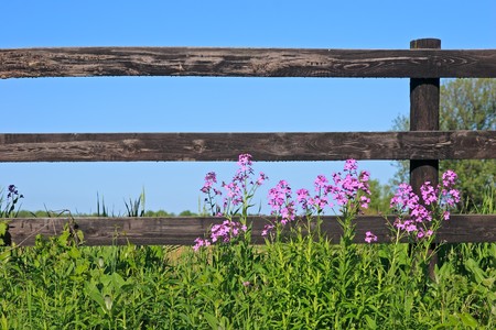 Wild flowers in front of a wooden fence on a sunny day.の写真素材