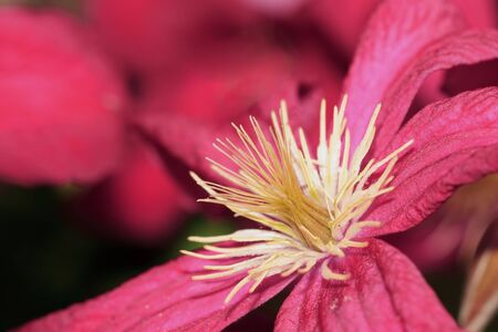 Close up of yellow stems of a red clematis