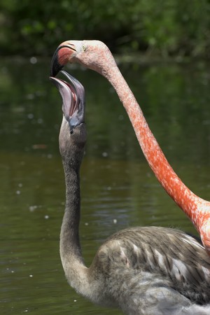 Flamingo feeding its offspring at a lush green pond.の写真素材
