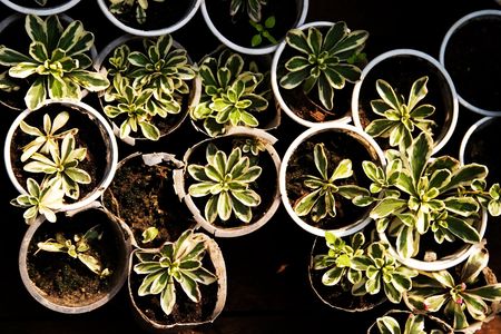 Pots of flowers and plants. The concept of pleasure from the garden