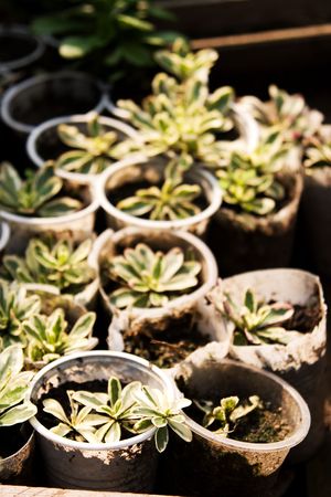 c and plants. Focus on short plantsの写真素材