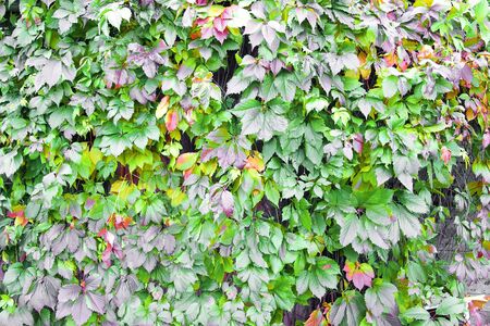 Vivid colors of autumn: the leaves of different colors.