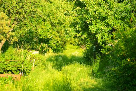 Green leaves and grass in the garden. The concept of gardening and growing plants.の写真素材
