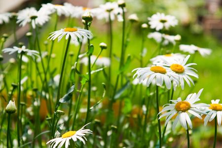 Summer daisies. The concept of warm and carefree summer.
の写真素材