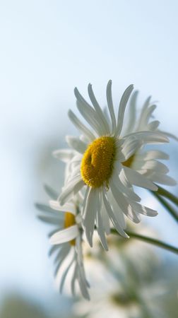 Summer daisies. The concept of warm and carefree summer.の写真素材