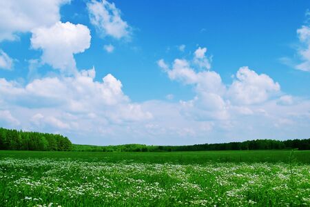 Summer landscape: green meadows and woods far awayの写真素材