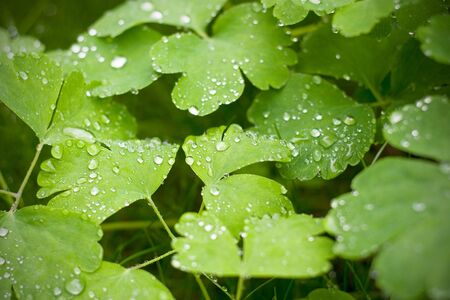 Morning dew on young sproutsの写真素材