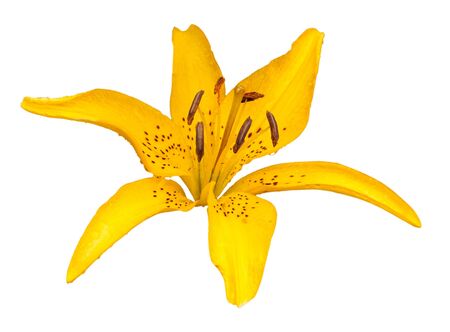Yellow lily flower isolated on white backgroundの写真素材
