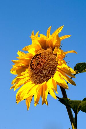 Sunflower against a background of blue skyの写真素材
