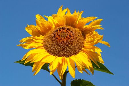 Sunflower against a background of blue skyの写真素材