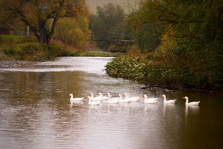 A flock of geese floating in a river. The picture was taken in the autumn, in cloudy weather. In the distance see the bridge.
の写真素材