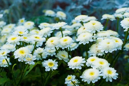 Summer daisies. The concept of warm and carefree summerの写真素材