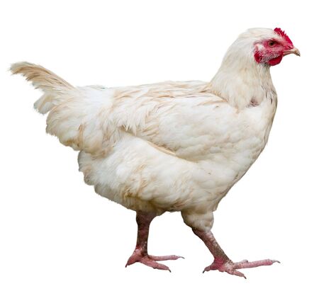 Hen isolated on a white backgroundの写真素材