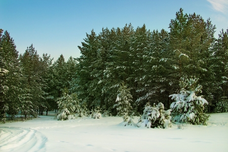 Winter landscape: pine forest after a snowfall
searchの写真素材